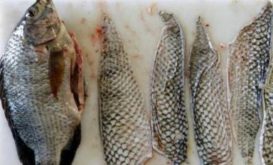 鱼的这个部位千万别吃毒性超强,用鱼皮治烫伤真的可能吗