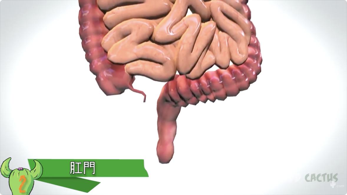 人体最脏的部位对身体的好处,人体最脏的十大部位是哪