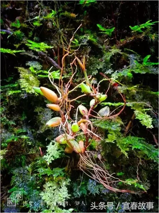 户外徒步赤山,万载赤兴一线天风景介绍