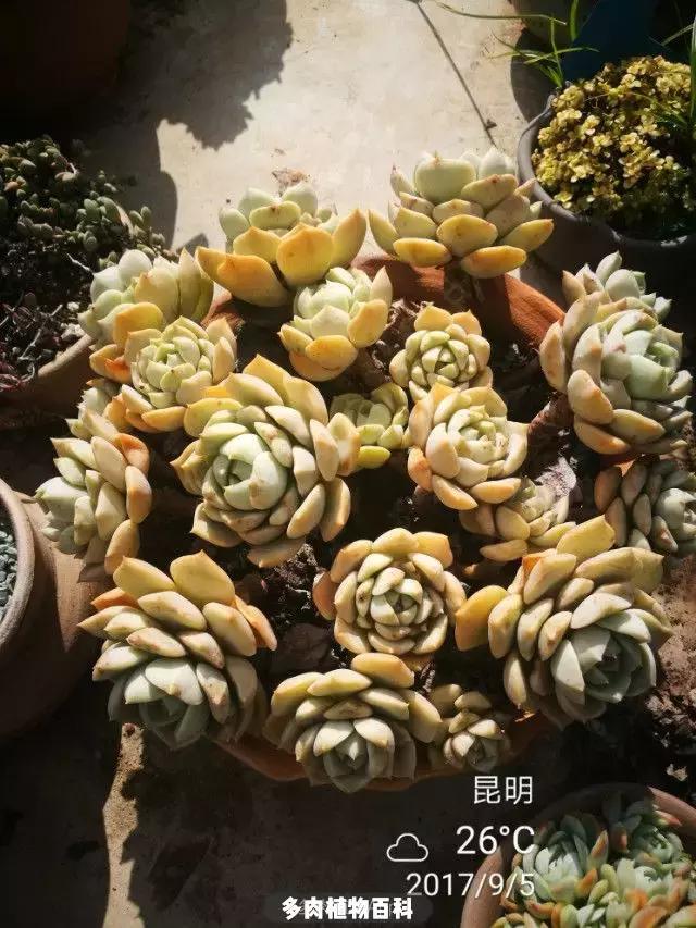 夕阳西下,养多肉的人没有在天涯,在家!