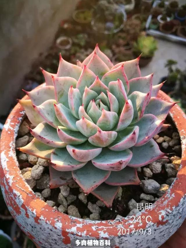 夕阳西下,养多肉的人没有在天涯,在家!