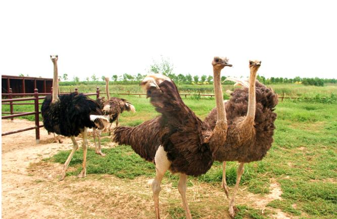 滨州鸟类湿地公园,滨州北海凤鸣鸟类公园