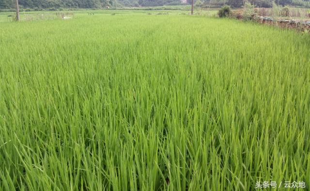 水稻秧苗黑条萎缩用什么药,水稻黑茎根腐病怎么治疗