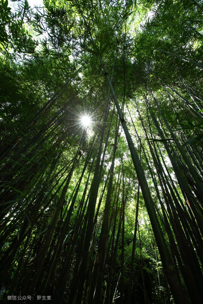 热带雨林里的美食,来这里吃的全是特色!