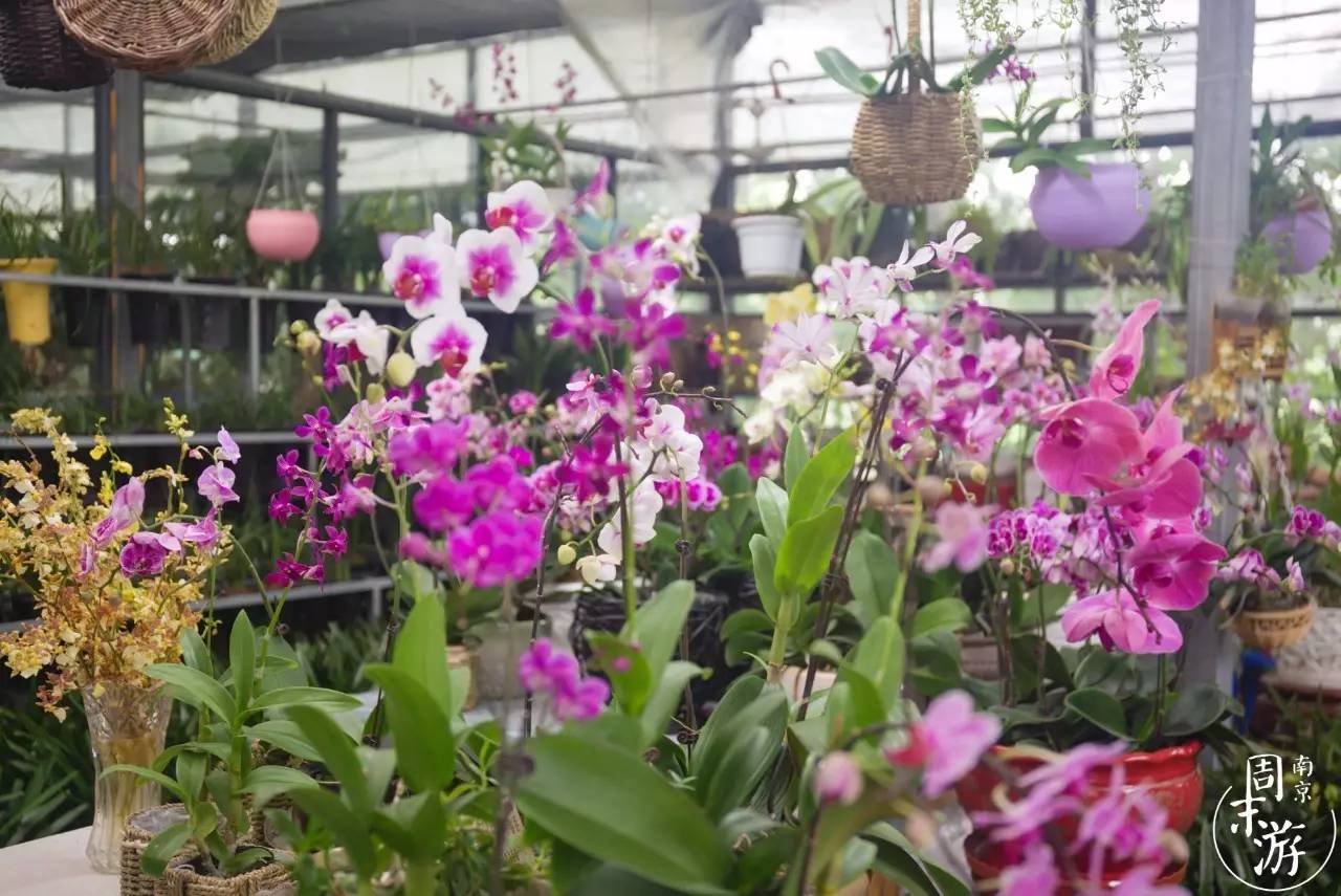 逛各种花鸟市场,南京花鸟鱼虫市场失火