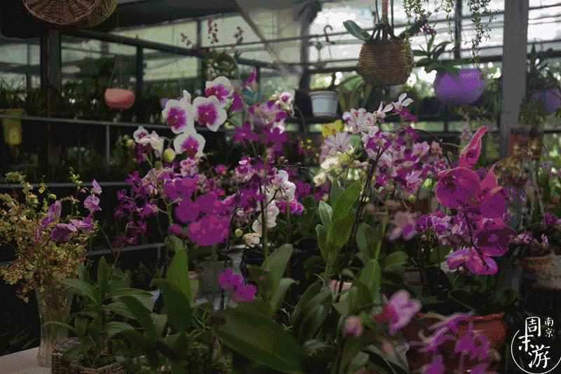 逛南京花卉市场视频,南京夫子庙花鸟鱼虫市场