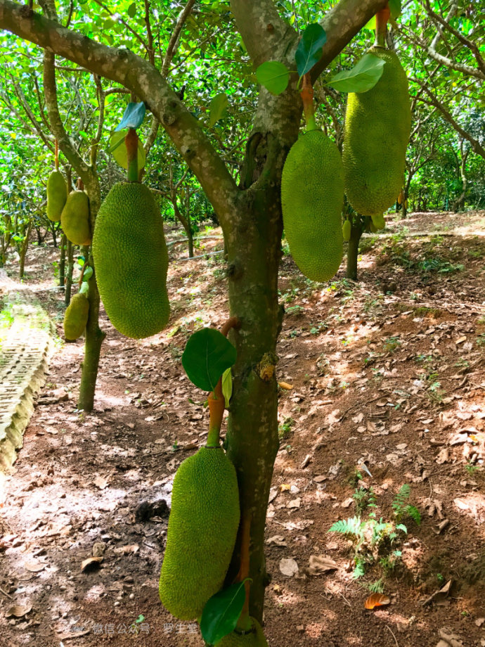 热带雨林里的美食,来这里吃的全是特色!