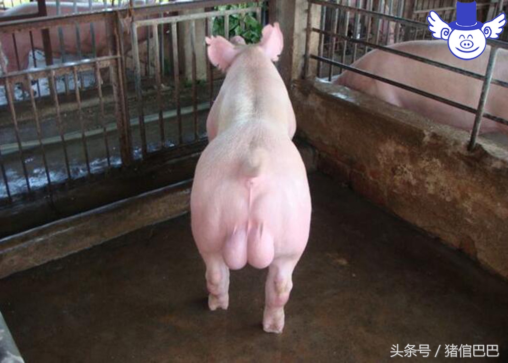 人工授精失败的原因解析，这四方面几乎涵盖了所有的问题！