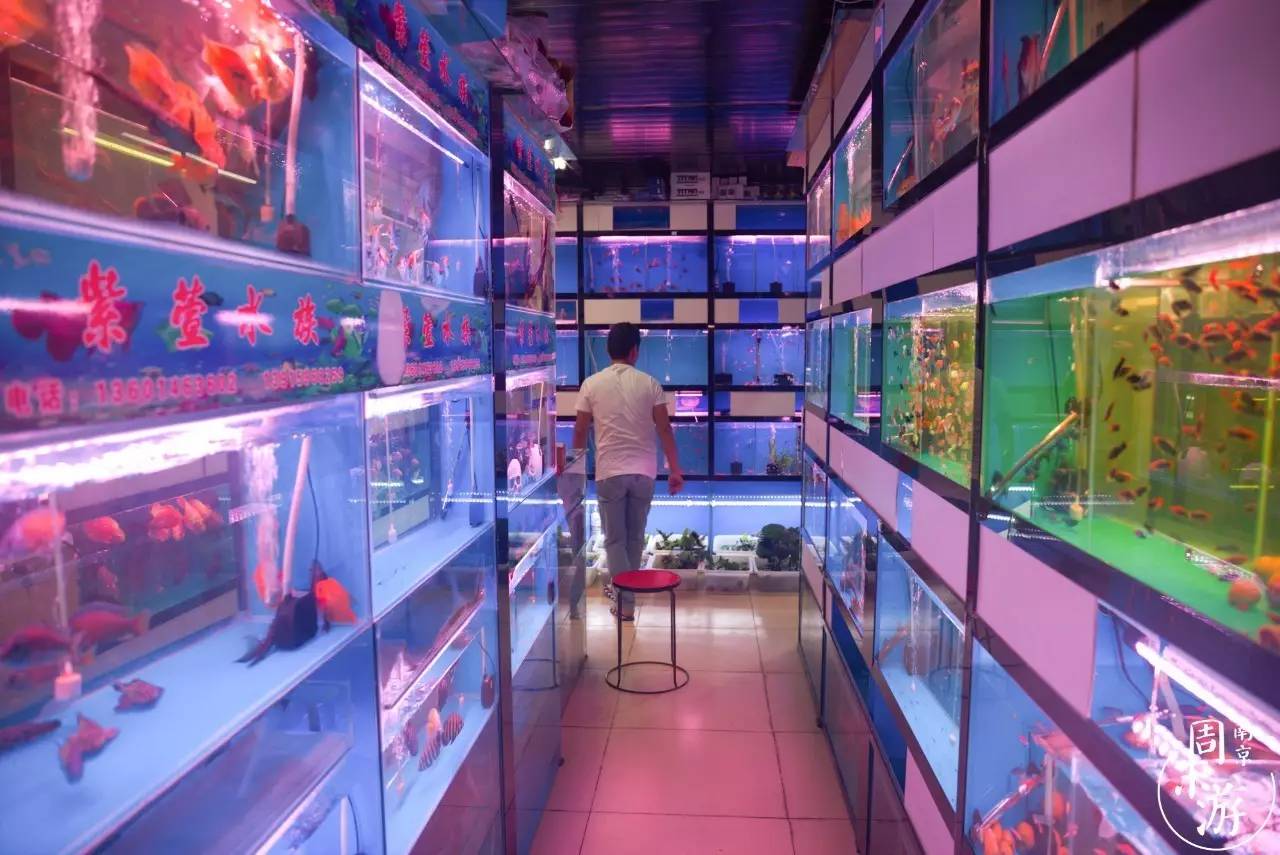 南京有几个花鸟鱼虫市场,南京湿地公园花鸟鱼虫市场在哪里