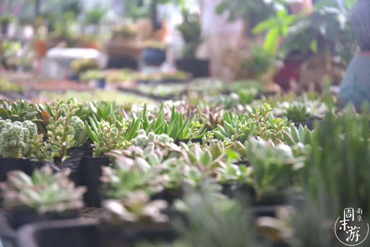 逛各种花鸟市场,南京花鸟鱼虫市场失火