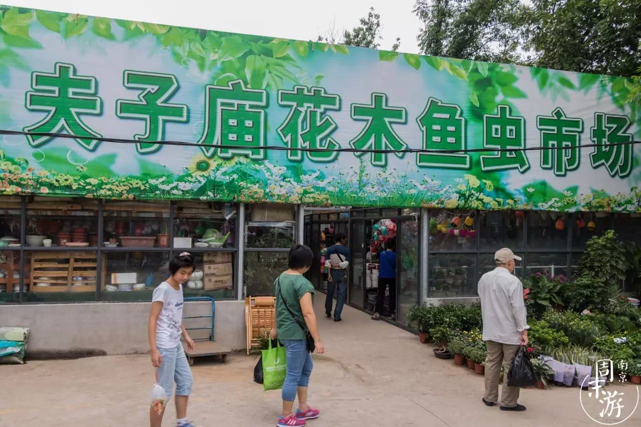 逛南京花卉市场视频,南京夫子庙花鸟鱼虫市场