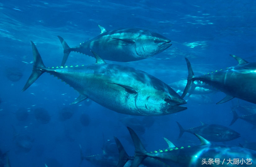 日本金枪鱼刺身生鱼片,真正的蓝鳍金枪鱼生鱼片