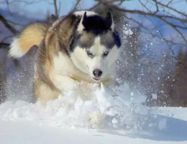 哈士奇刷新了我对二哈的认知,这只哈士奇颠覆了我对二哈的看法