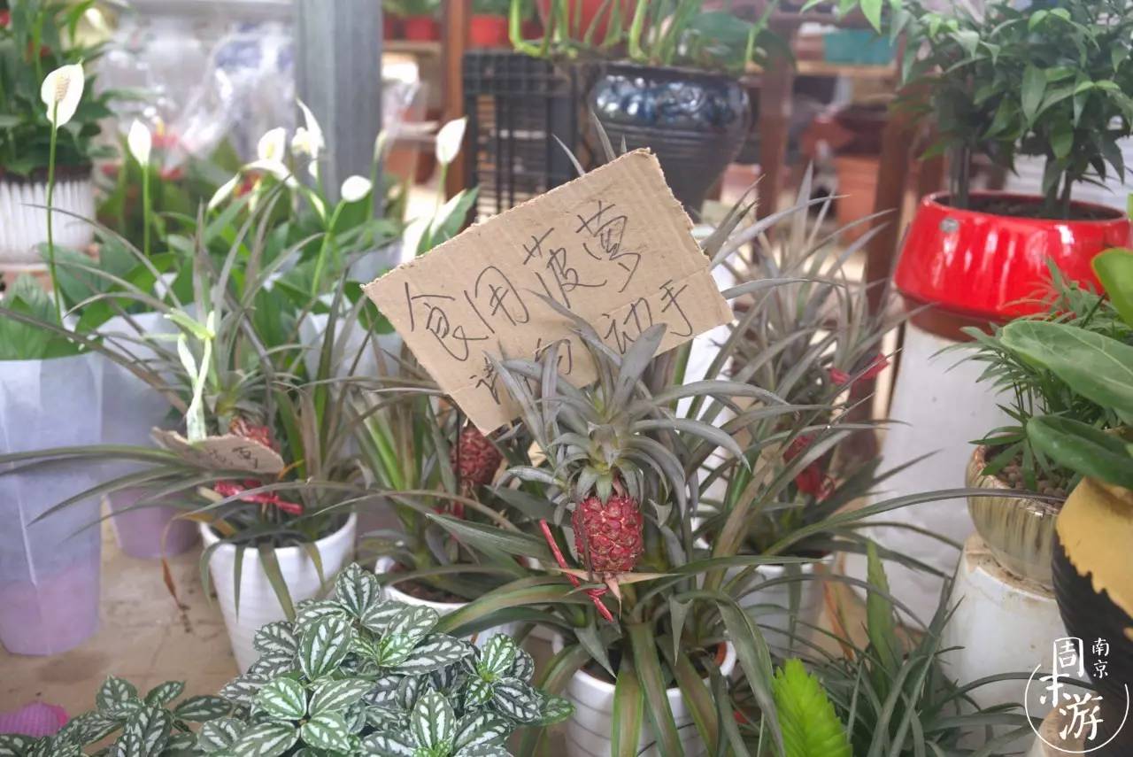 南京夫子庙花鸟鱼虫市场,南京花鸟鱼虫市场