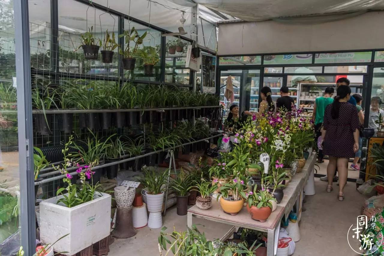 逛花鸟鱼虫市场的视频,南京花鸟鱼虫市场