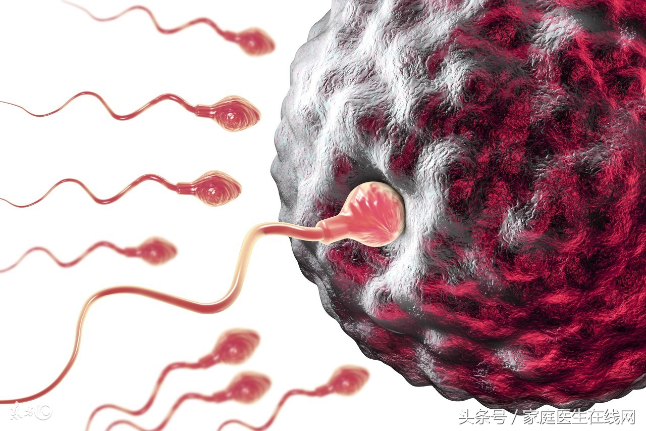 什么食物养精最快,男性最养精的三种食物