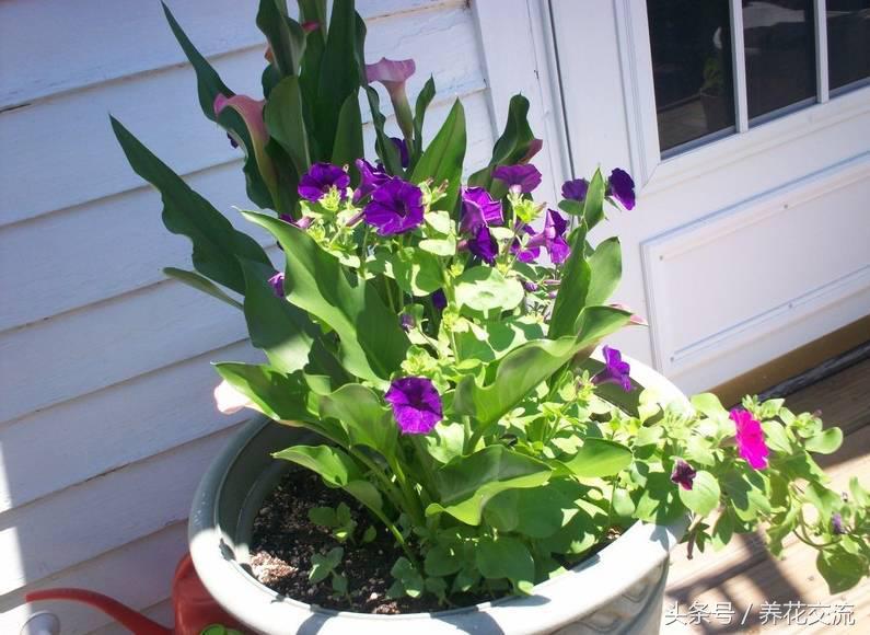 彩色马蹄莲适合在室内养吗,马蹄莲适合在室内养吗