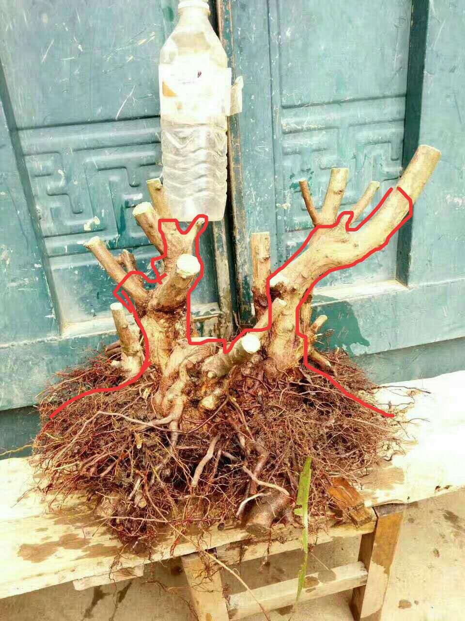 上山挖盆景树桩注意事项,山上挖什么树桩做盆景好呢