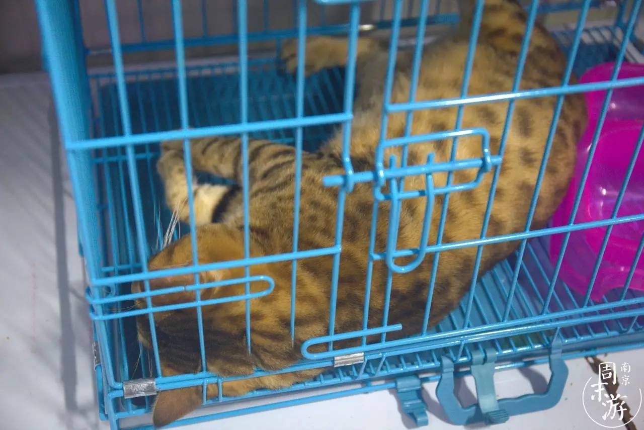 逛南京花卉市场视频,南京夫子庙花鸟鱼虫市场