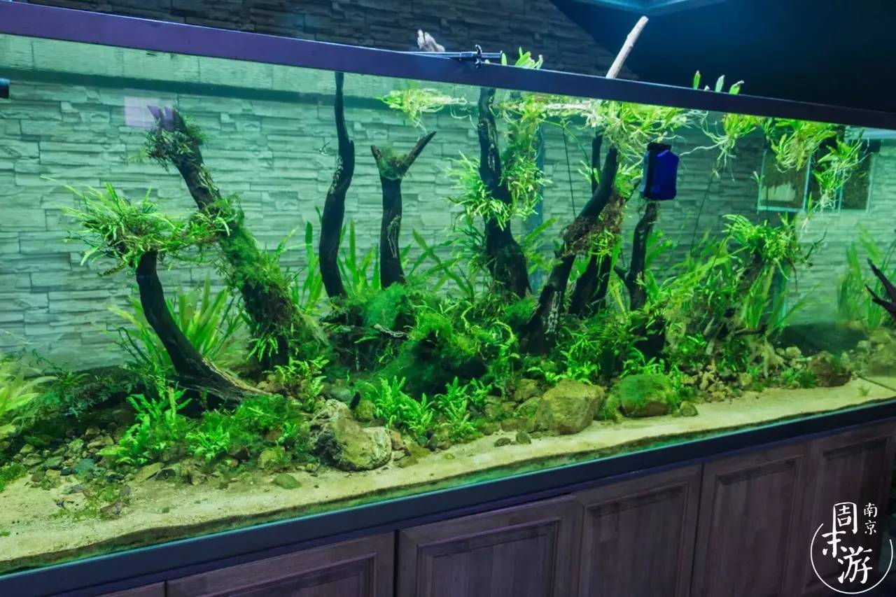 南京市最大的花鸟鱼虫市场在哪里,逛花鸟鱼虫市场的视频