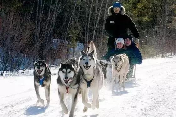 哈士奇刷新了我对二哈的认知,这只哈士奇颠覆了我对二哈的看法