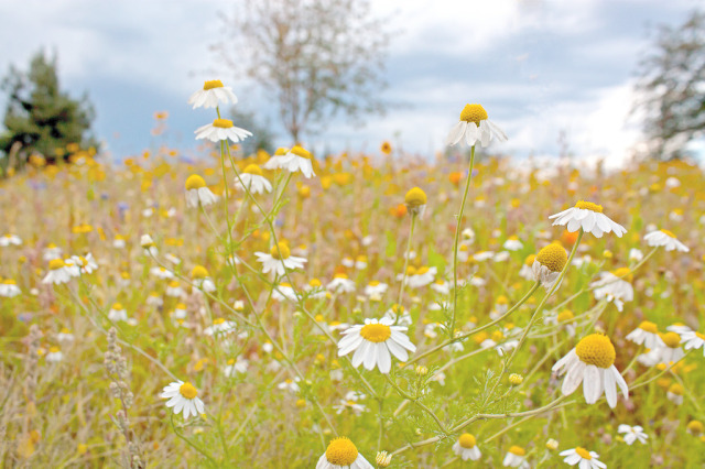 你现在用的面膜好吗,今天你敷面膜了吗