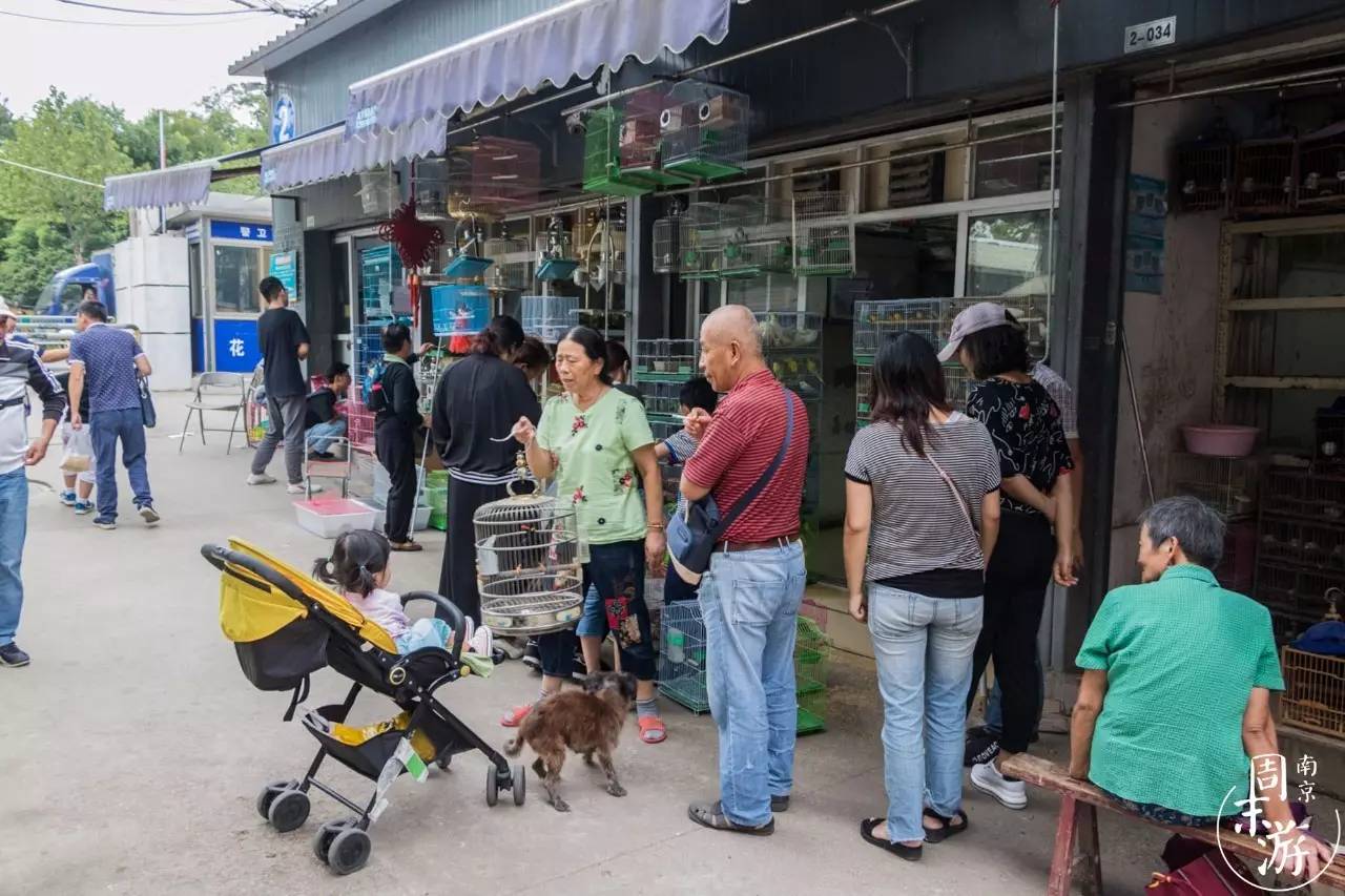 南京的花鸟市场在什么地方,南京夫子庙花鸟鱼虫市场