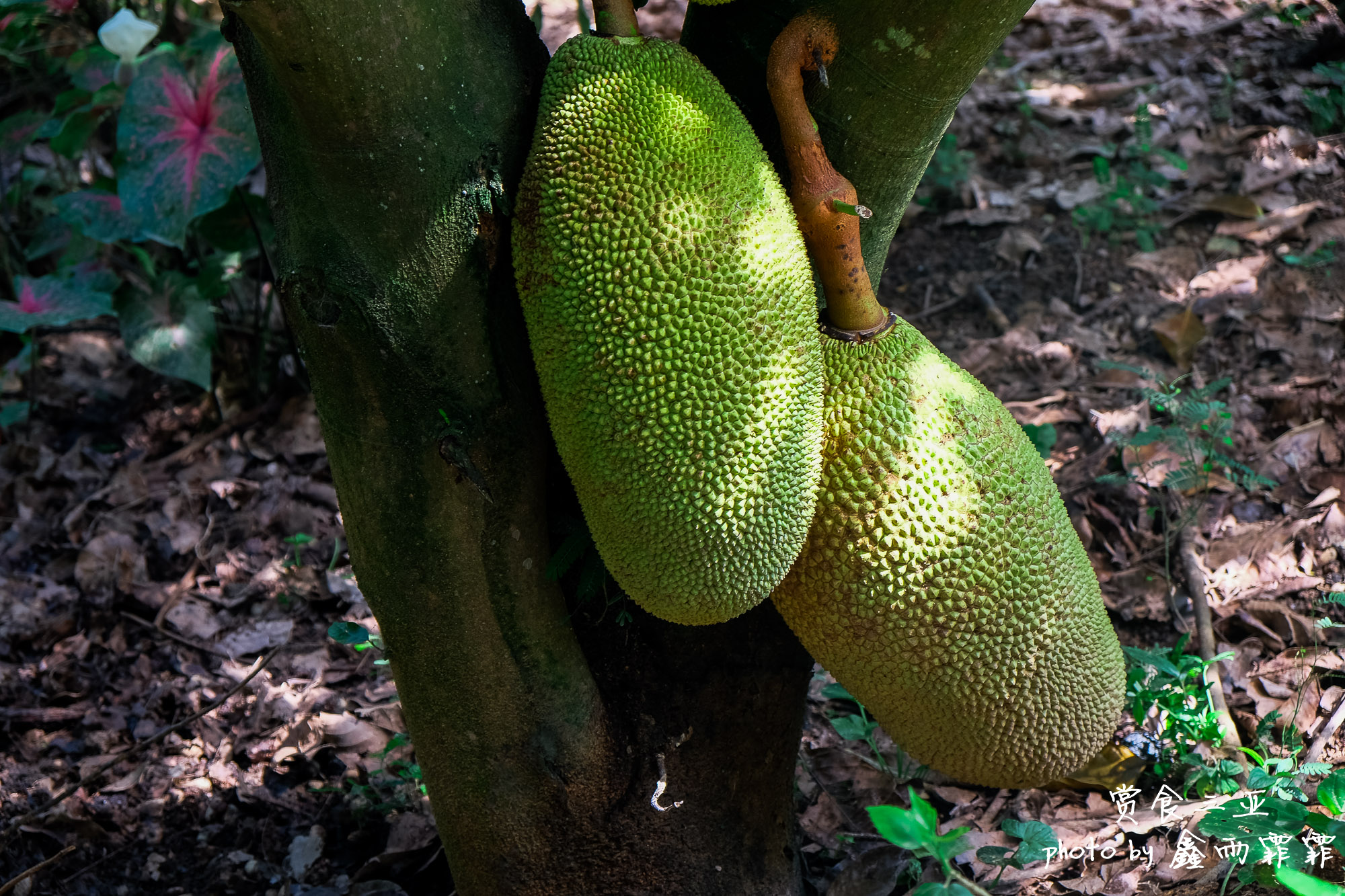 尝遍海南水果,尝遍一年四季水果