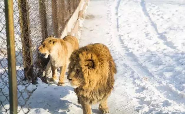 初冬掠影,哈尔滨的冬日魅力