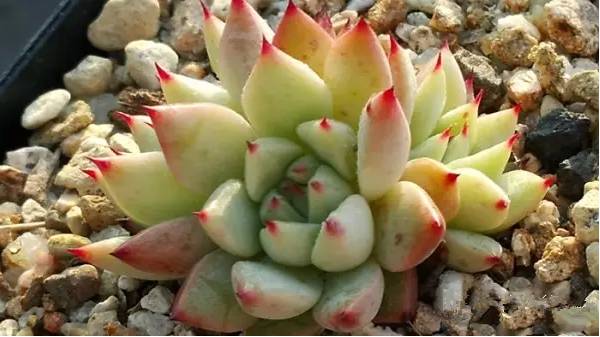 韩国多肉品种贵么,韩国多肉哪几种值得养