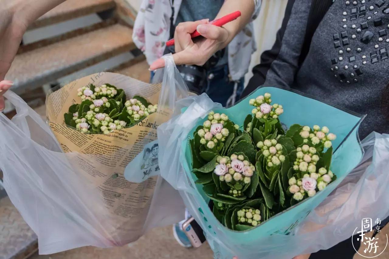 南京花鸟鱼虫市场,逛遍市场