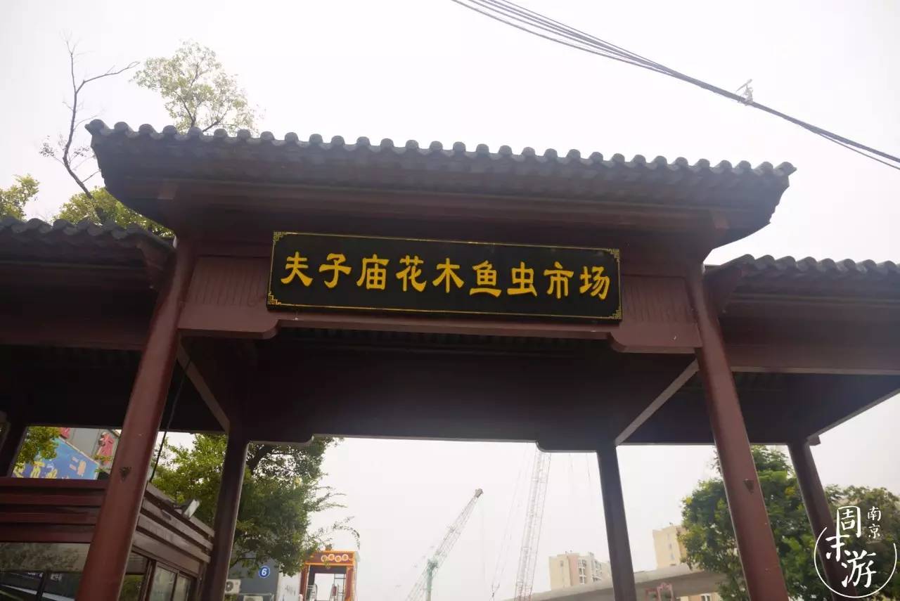 南京有几个花鸟鱼虫市场,南京湿地公园花鸟鱼虫市场在哪里