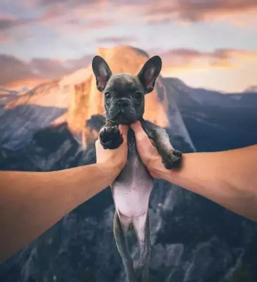 致狗狗的最后一封信,致养狗人士的一封公开信