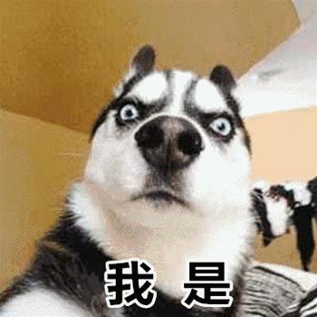 哈士奇刷新了我对二哈的认知,这只哈士奇颠覆了我对二哈的看法