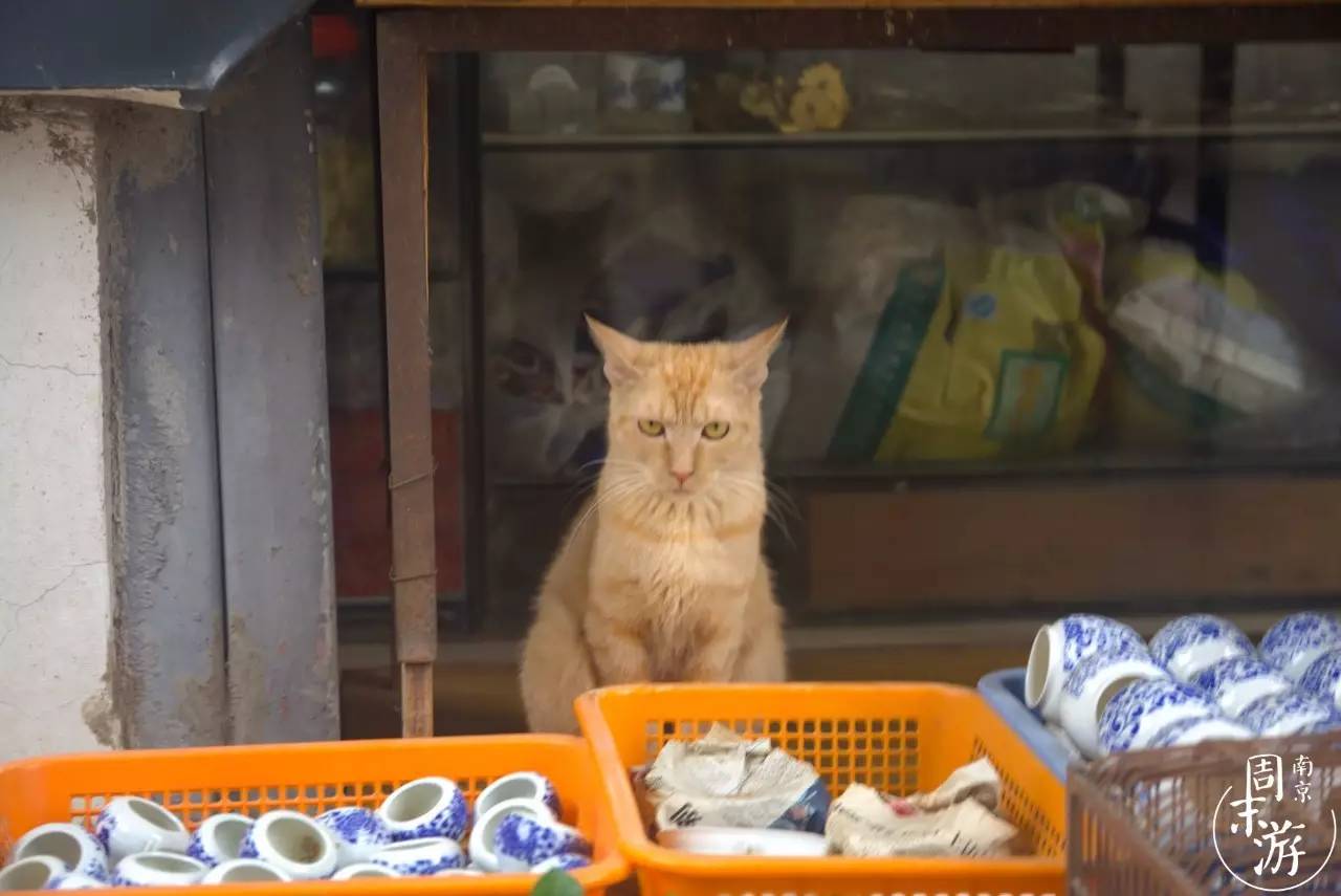 逛南京花卉市场视频,南京夫子庙花鸟鱼虫市场