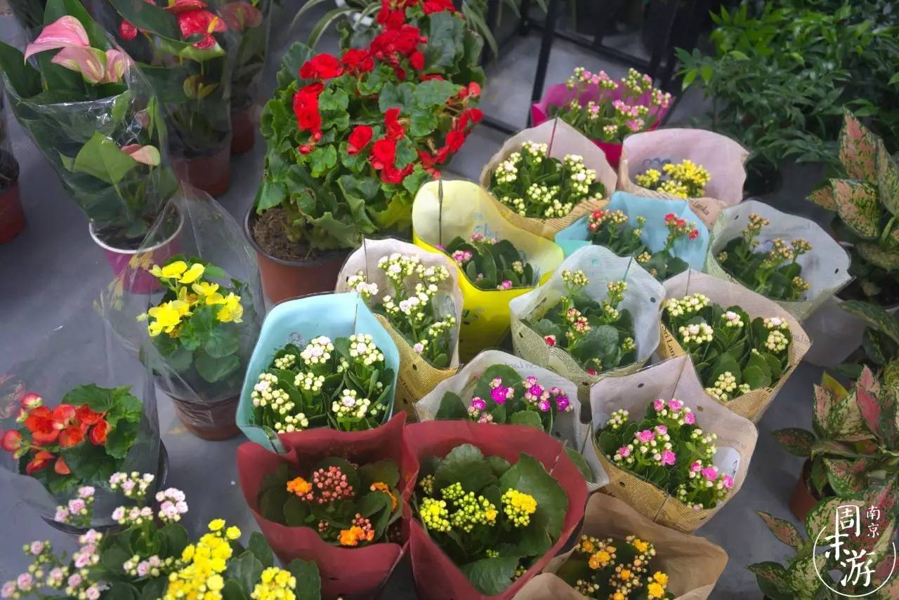 南京有几个花鸟鱼虫市场,南京湿地公园花鸟鱼虫市场在哪里