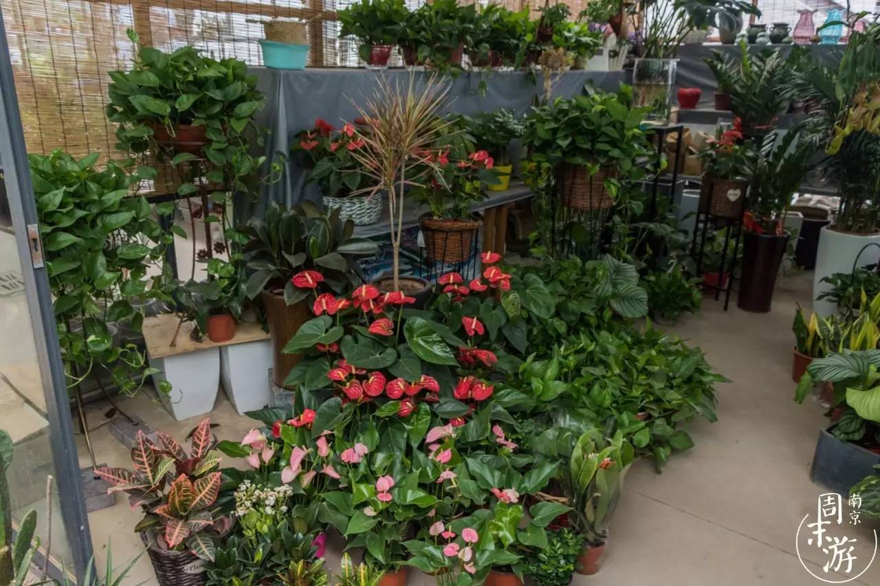 逛花鸟鱼虫市场的视频,南京花鸟鱼虫市场