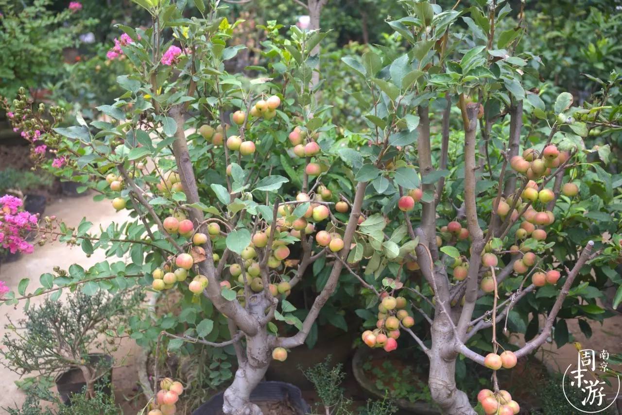 逛各种花鸟市场,南京花鸟鱼虫市场失火