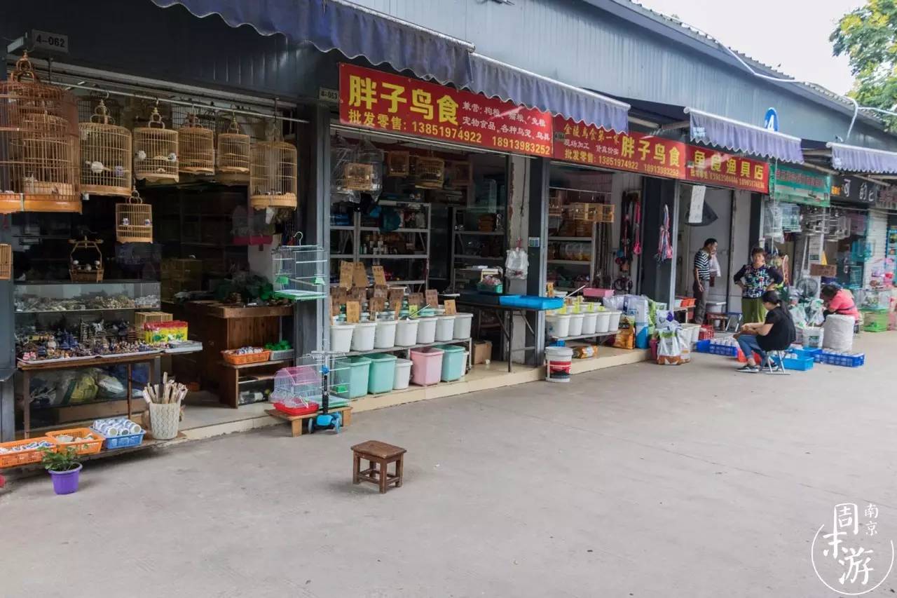 逛遍整个南京城,南京的花鸟市场在什么地方