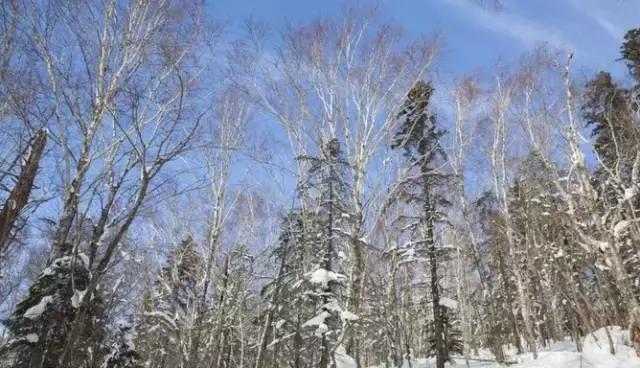 初冬掠影,哈尔滨的冬日魅力