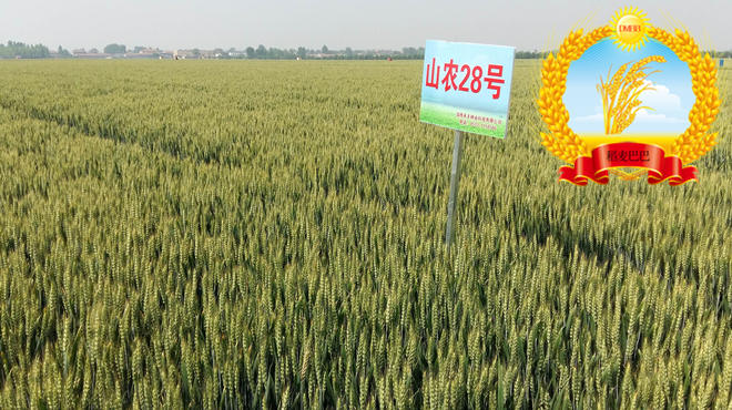 山农28小麦品种简介,山农28号小麦品种一亩种多少斤