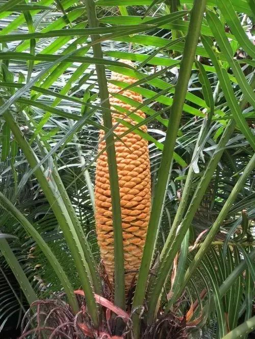 苏铁的产地分布,苏铁原产在哪里