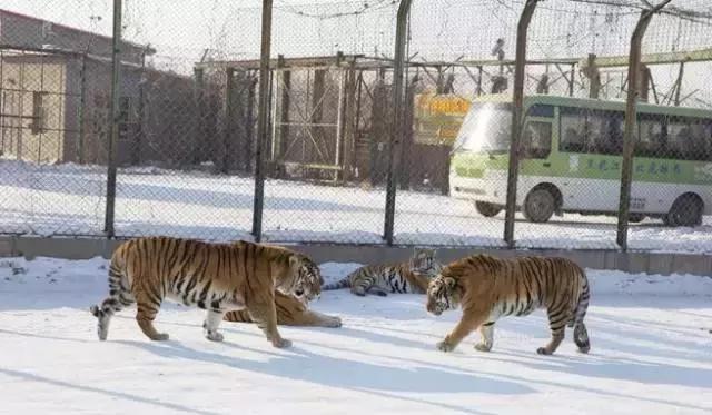 初冬掠影,哈尔滨的冬日魅力