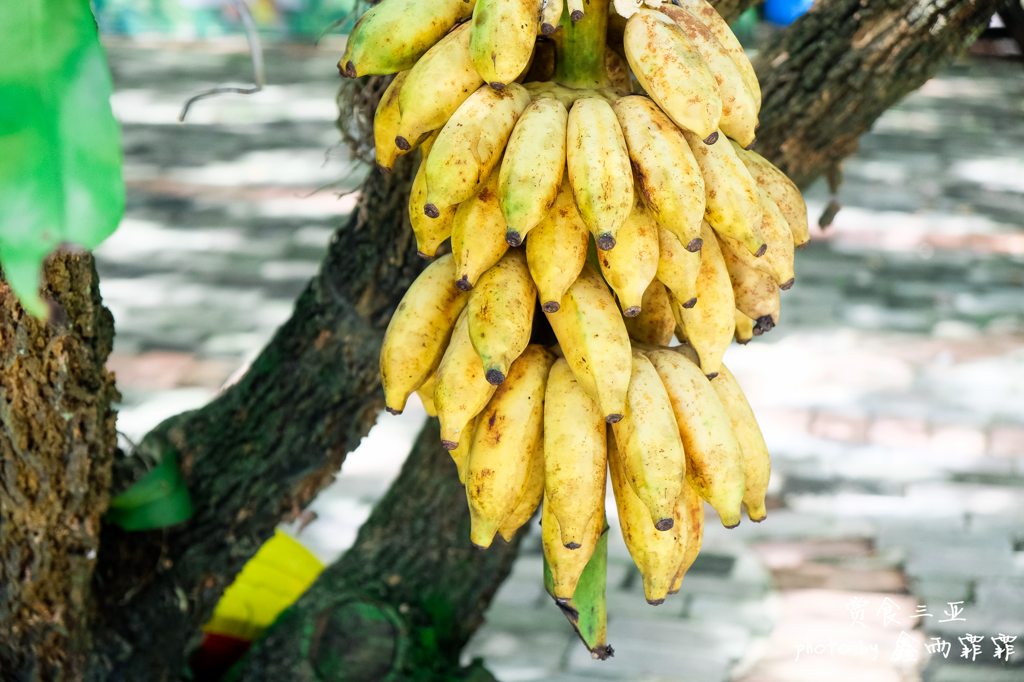 尝遍海南水果,尝遍一年四季水果