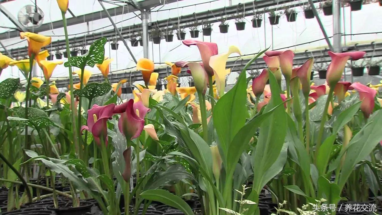 彩色马蹄莲适合在室内养吗,马蹄莲适合在室内养吗