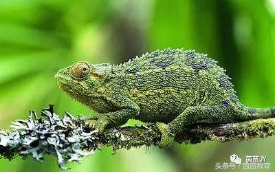 有趣的动物二年级口语交际猫,二年级作文有趣的动物200字左右