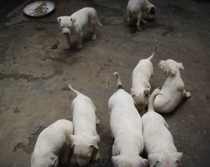 狗接生教程视频,狗狗幼崽人工喂养