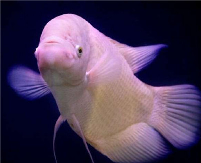 招财鱼寿命一般多长,养招财鱼真的能招财吗