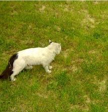 猫取什么名字最可爱又仙气,古人给黑毛金眼猫取名