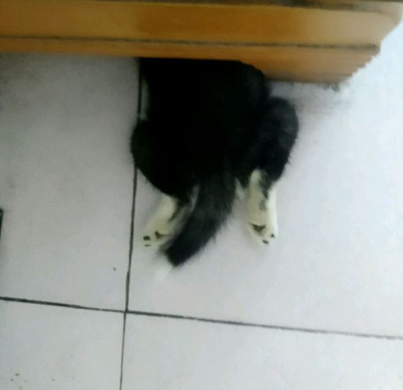 哈士奇幼犬得细小还救吗,哈士奇幼犬得细小是什么样的